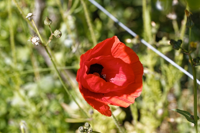 Jardin Botanique de la Bastide-043